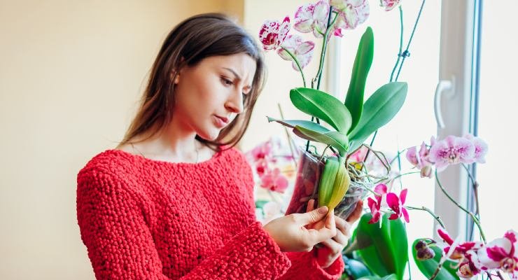 Como fazer as orquídeas florescerem novamente