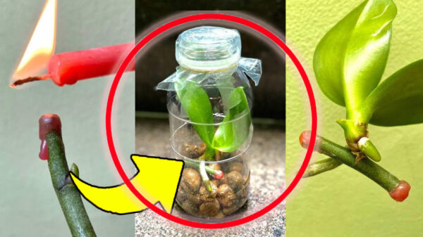 Orquídeas, o truque para multiplicá-las com galhos de flores: se você fizer isso elas crescerão rapidamente saudáveis ​​e fortes!