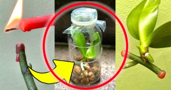 Orquídeas, o truque para multiplicá-las com galhos de flores: se você fizer isso, elas