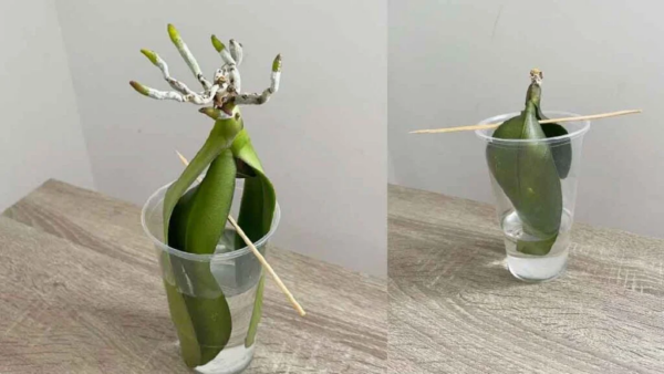Orquídeas: é possível cultivá-las em água sem raízes?