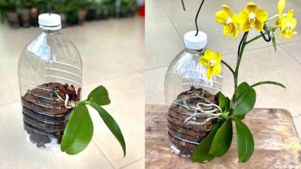 Orquídeas, só se você plantar assim elas crescem rápido e não apodrecem
