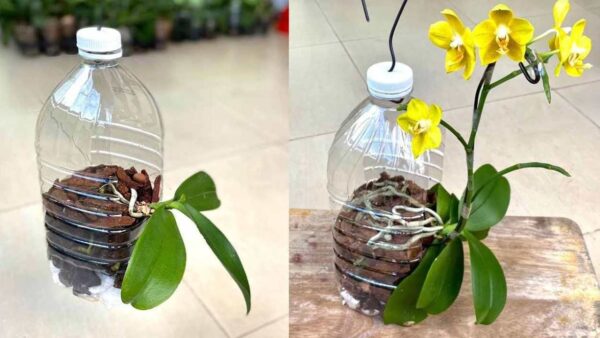 Orquídeas, só se você plantar assim elas crescem rápido e não apodrecem