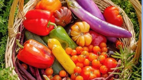 Os 10 erros a evitar para uma bela horta