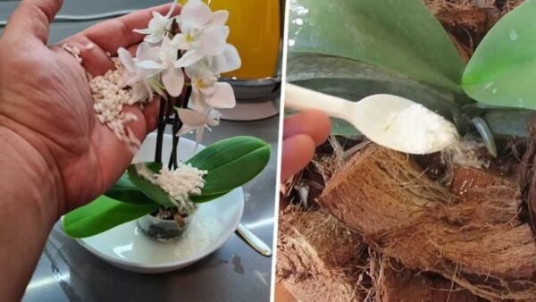 Os 4 ingredientes para alimentar suas orquídeas e mantê-las prosperando o ano todo