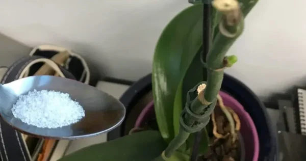 Os floristas dão sempre este passo para terem orquídeas exuberantes durante meses a fio