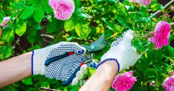 Os jardineiros sempre podam essas 3 plantas no final de fevereiro: é o segredo para um jardim exuberante