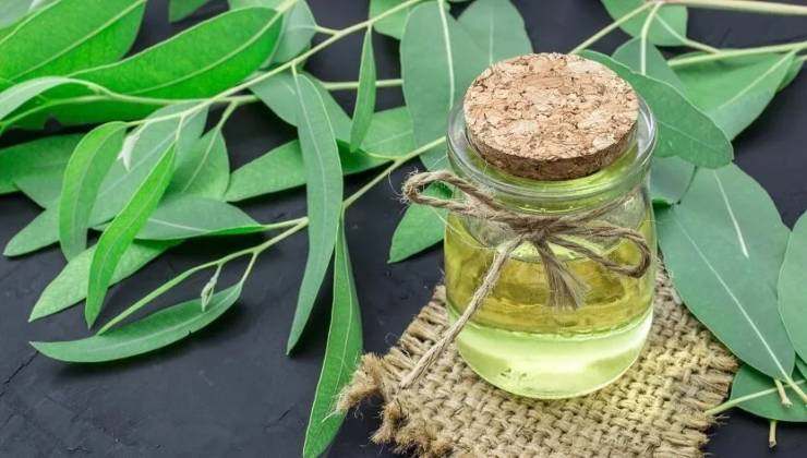 óleo essencial de eucalipto