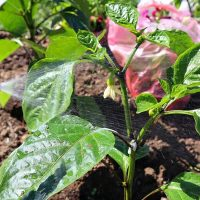 Os pimentões ficarão muito grandes se você borrifar as flores com essas soluções durante a floração e amarrar os frutos!