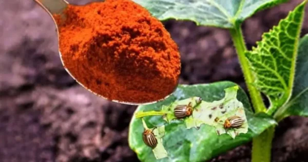 Os piolhos das plantas desaparecerão para sempre com este pó – espalhe-o agora