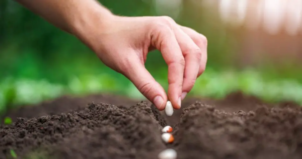 Os segredos do plantio bem-sucedido de feijão: tudo o que você precisa saber