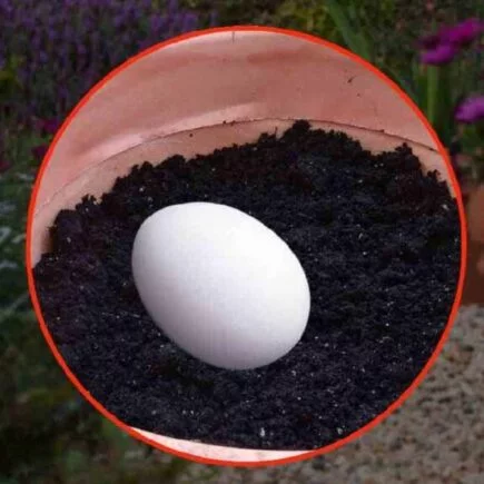 Ovos crus em potes – algo incrível está acontecendo! você economiza muito dinheiro