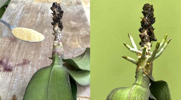 Pó cítrico como fertilizante: como reaproveitar cascas de laranja não tratadas