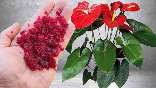 PODE PARECER INCRÍVEL, MAS UM PUNHADO DESSE INGREDIENTE FARÁ TUDO FLORESCER