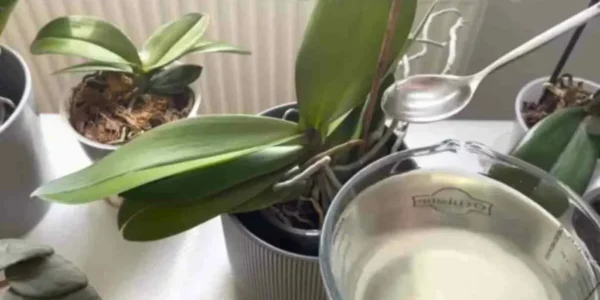 Para as orquídeas basta 1 colher de sopa e a floração será contínua: um fertilizante muito poderoso.