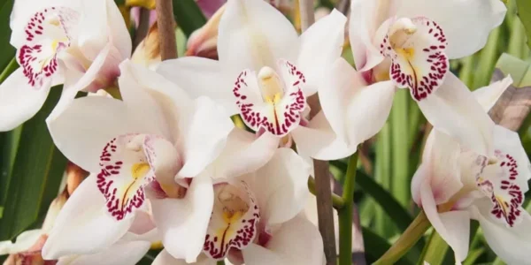 Para salvar uma orquídea podre, seca ou sem raízes e fazê-la retomar rapidamente seria suficiente este truque sem custo