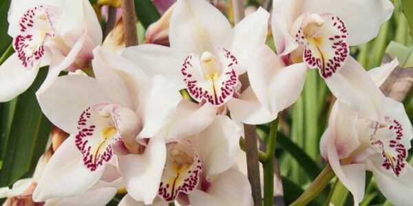 Para salvar uma orquídea podre, seca ou sem raízes e fazê-la se recuperar rapidamente, esse truque de custo zero seria suficiente