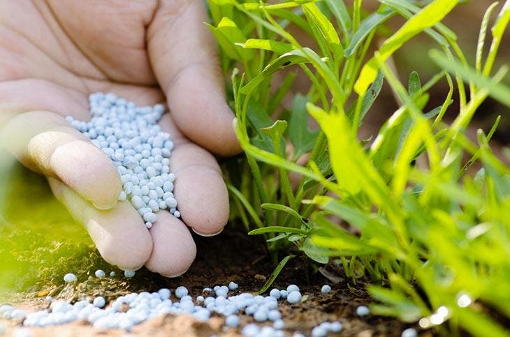 Use uréia como fertilizante em seu jardim