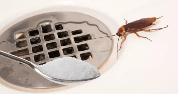 Pare as baratas em casa, elas saem pelo ralo do chuveiro: como se livrar delas