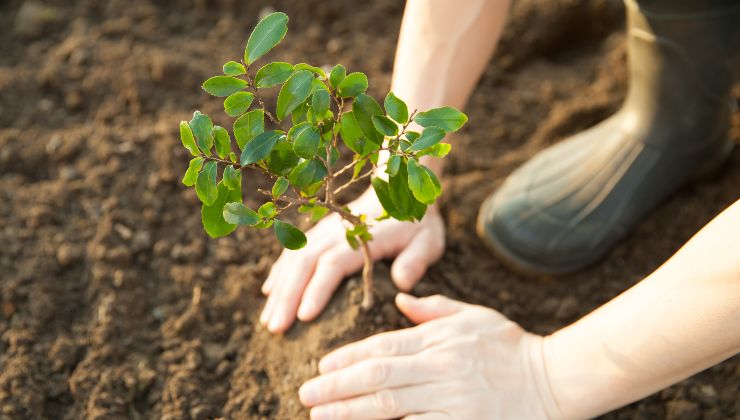 Plantas: aqui está o ingrediente secreto