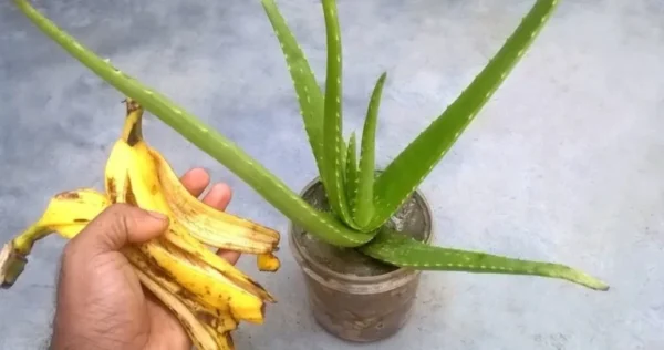 Pare de jogar fora as cascas de banana.