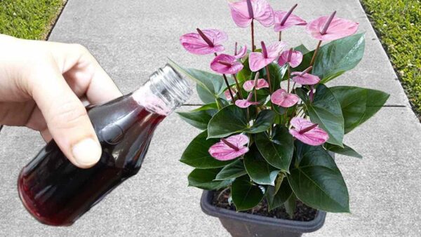 Parece inacreditável, mas haverá uma explosão de flores com apenas uma aplicação