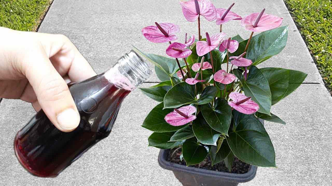 despeje o ingrediente nas plantas despeje o ingrediente nas plantas