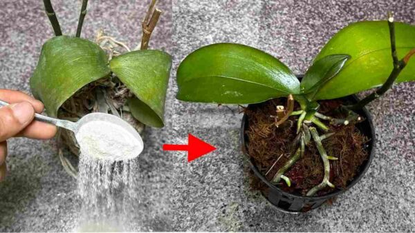 Parece quase impossível, mas é tudo verdade: ressuscite suas plantas mortas