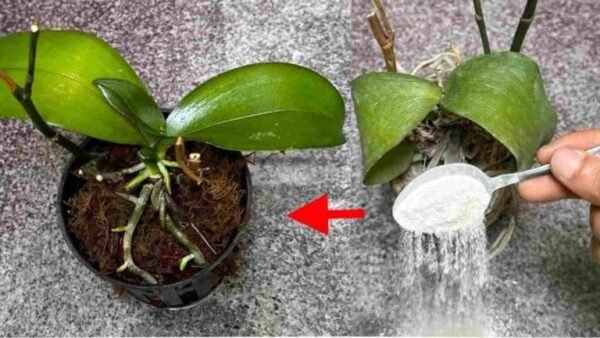 Parece quase impossível, mas é verdade: traz de volta à vida suas plantas mortas