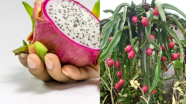 Passo a passo como cultivar pitahaya em vasos.