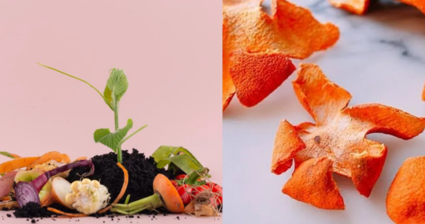 Passo a passo: como fazer adubo caseiro com cascas de tangerina e laranja