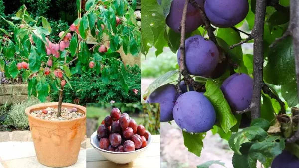 Passo a passo como plantar e cultivar ameixeiras em vasos.