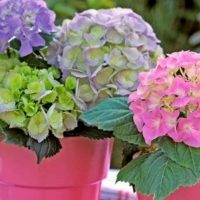 Passos importantes no cuidado da hortênsia: podar e fertilizar para estimular uma floração abundante e sobretudo longa!