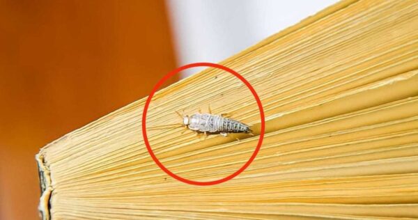 Peixes prateados em casa, mas de onde eles vêm? Sua entrada secreta revelada