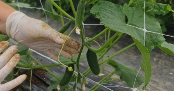 Pepinos, cultive-os assim – evite doenças e obtenha grandes colheitas