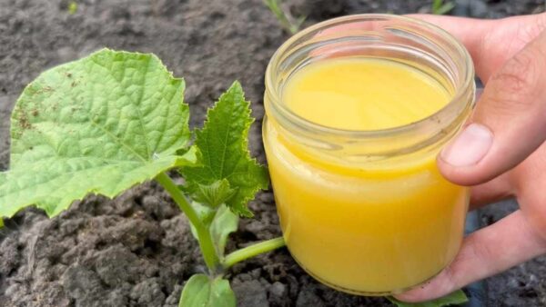 Pepinos, tomates e abobrinha crescerão imediatamente: frutas em abundância