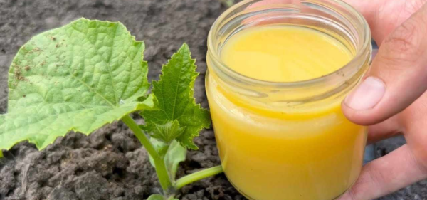 Pepinos, tomates e abobrinhas crescem instantaneamente e dão muitos frutos