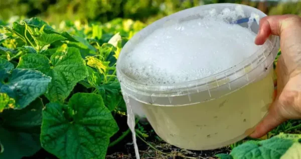 Pepinos, tomates e pimentões crescerão infinitamente com este amado ingrediente.