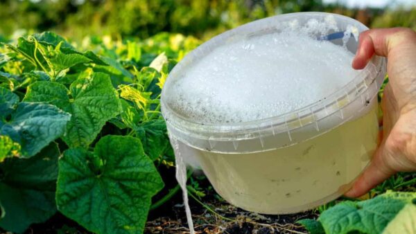 Pepinos, tomates e pimentões crescerão infinitamente com este ingrediente amado