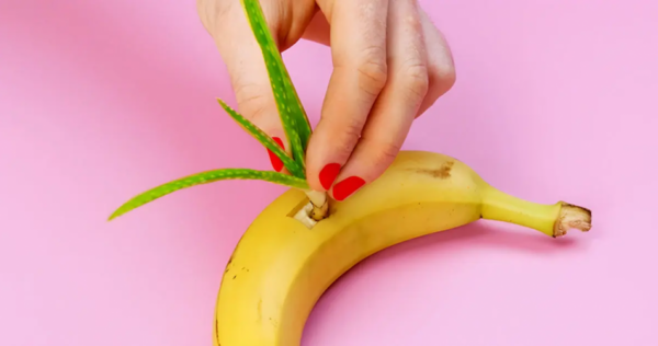 Perché l’Aloe Vera dovrebbe essere piantata in una banana? Il trucco segreto dei giardinieri