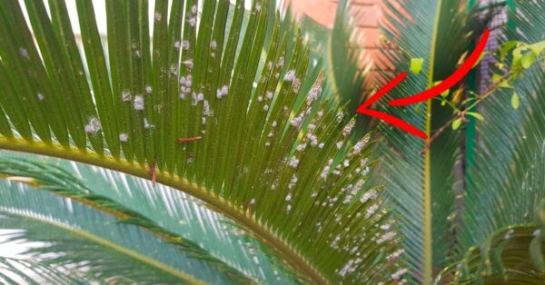 Pesticida natural caseiro: o remédio para proteger as plantas