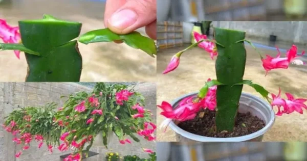 Planta Natalina, se você usar esse ingrediente ela florescerá o dobro em poucas semanas