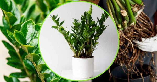 Planta Padre Pio, se você regar faz apodrecer | A dica do jardineiro para tê-lo sempre forte e exuberante