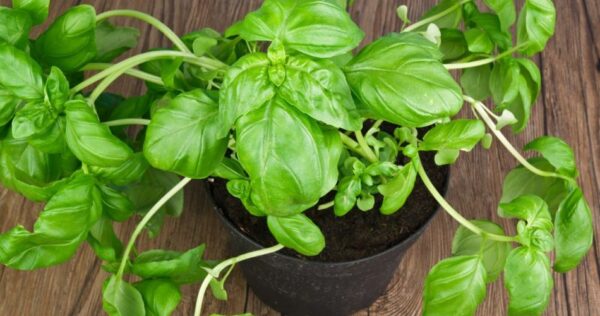 Planta de manjericão, porque morre imediatamente: este é o erro que todos cometemos!