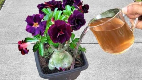 Planta morta: dicas imparáveis ​​para revivê-la