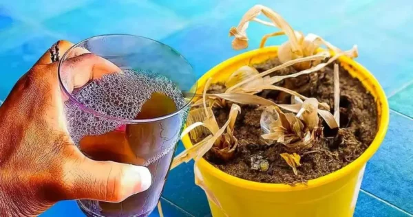 Planta morta? O truque do jardineiro para animar: bastam 3 passos