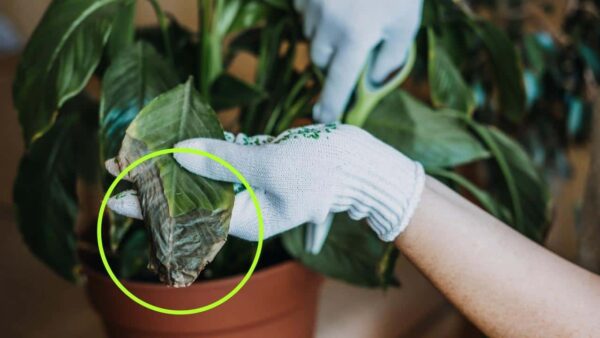 Planta seca, como fazê-la ressuscitar em poucos dias: este ingrediente é suficiente