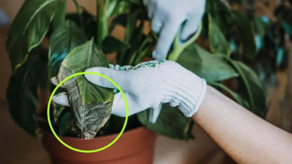 Planta seca, como trazê-la de volta à vida em poucos dias: este ingrediente serve