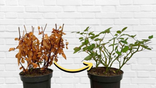 Planta seca e amarelada, como trazê-la de volta à vida em poucos segundos: ela renasce imediatamente