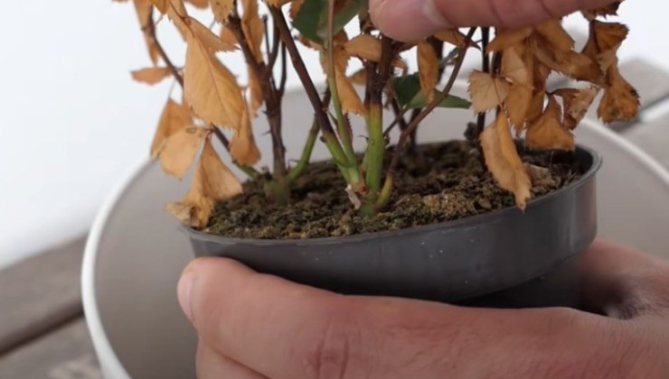 como revitalizar uma planta seca e amarelada