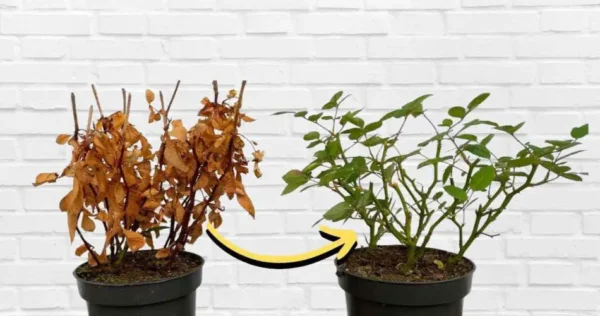 Planta seca e amarelada, como trazê-la de volta à vida em poucos segundos: renasce imediatamente